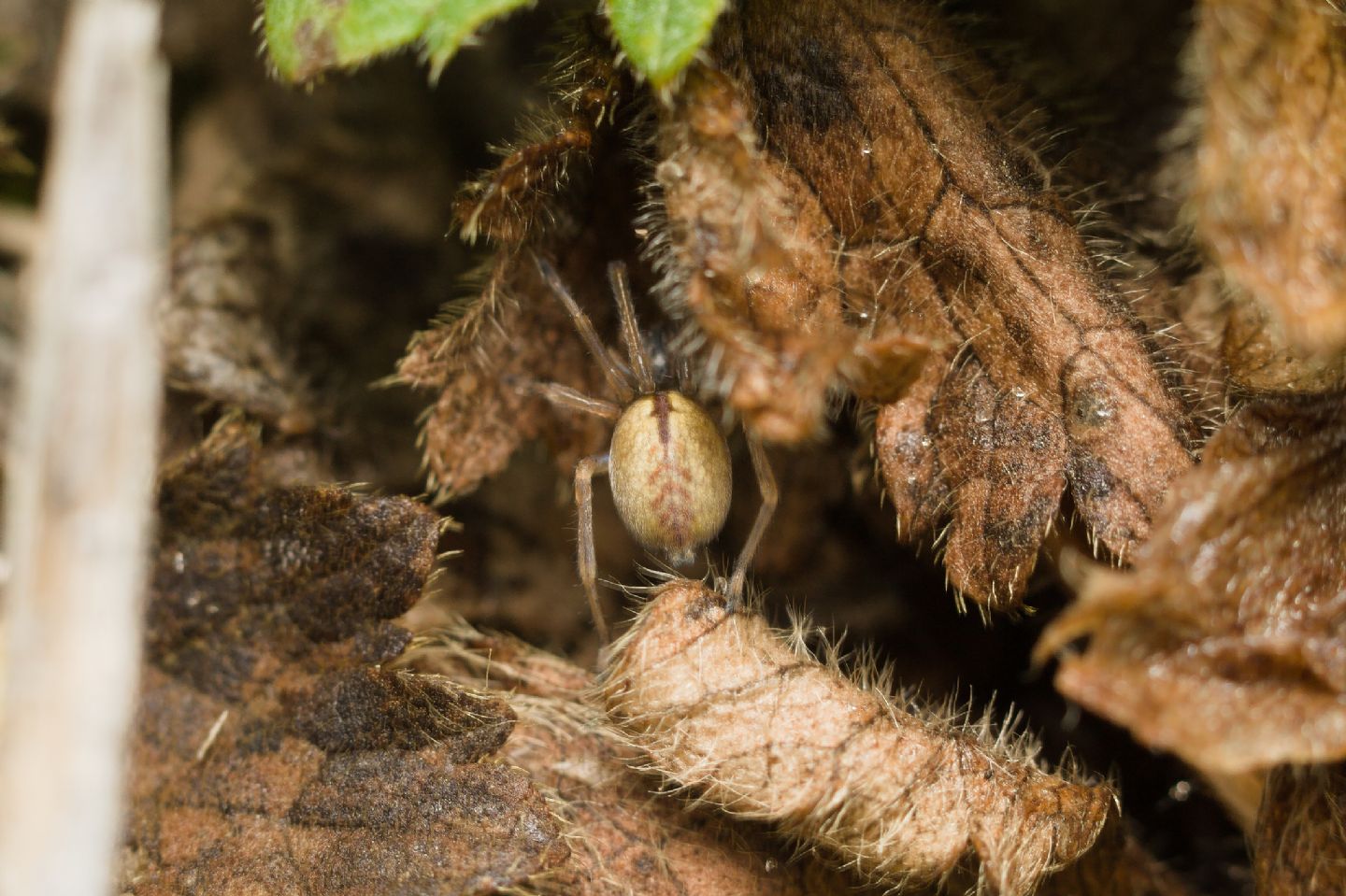 Quale Cheiracanthium?  Cheiracanthium sp.